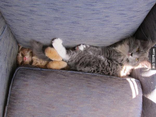 又有两只猫咪成为沙发的受害者。