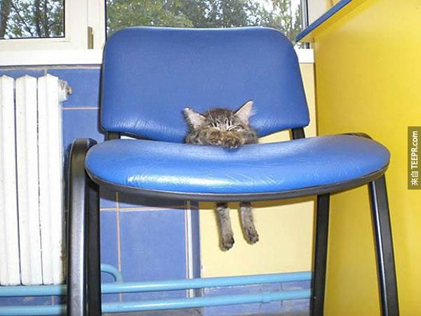 椅子心情不好的时候会绑架小猫咪。