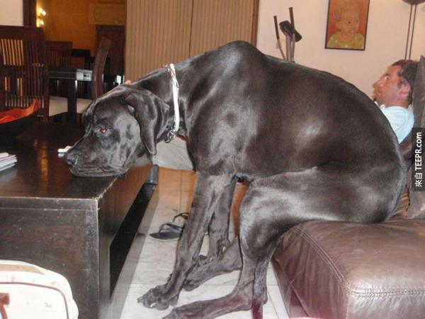 沙發真的不太適合大狗。