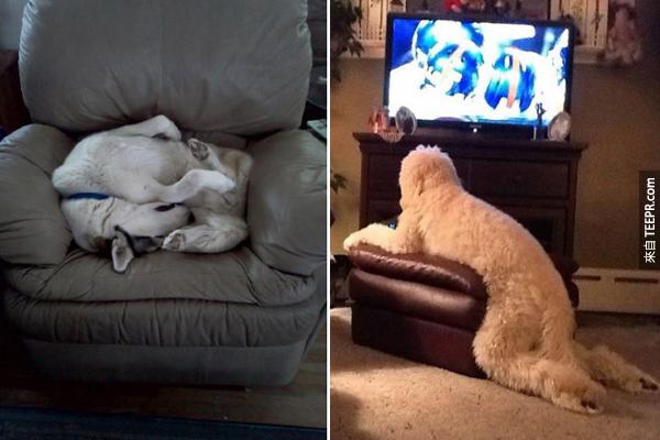 對狗狗來說，沙發真的是一個謎阿！