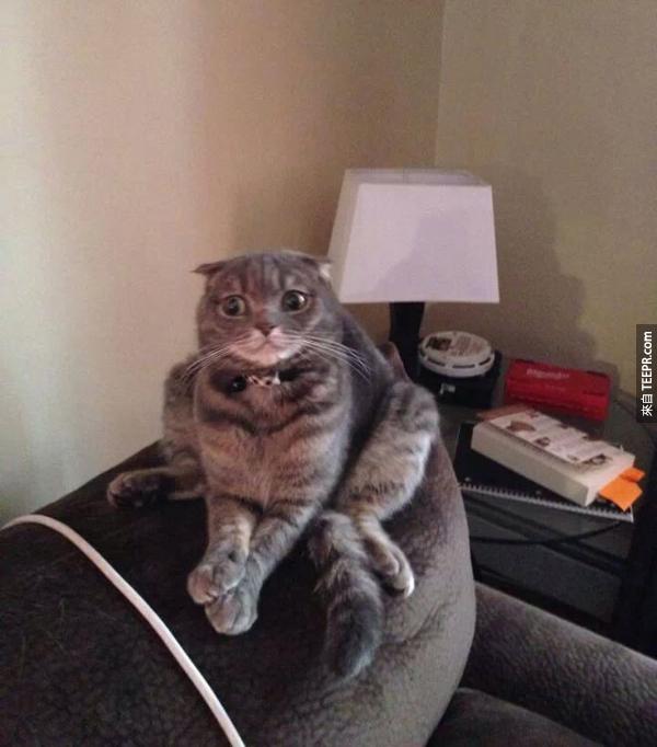 这只猫咪看起来受过家具的"家"暴...