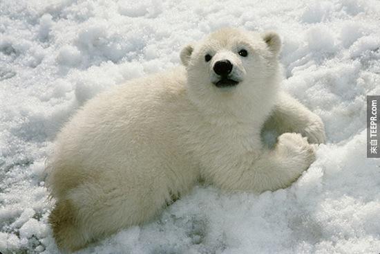 19. 当北极熊要求要什么东西的时候 (像是食物)，他们会用鼻子磨在对方鼻子上。有礼貌的比击熊在他们的社群里面是最受欢迎的。