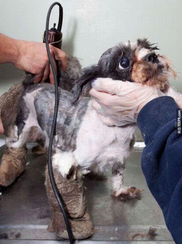 剃掉后终于可以看到一只很可爱的小狗狗。