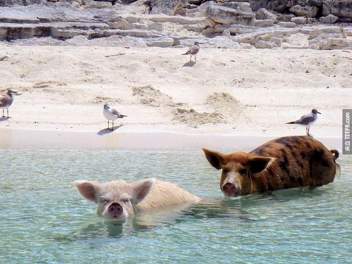 另一个谣言是这些猪是一个遇难的船里面的生存者。另一个谣言说这些猪是从另一个岛上逃过来的。