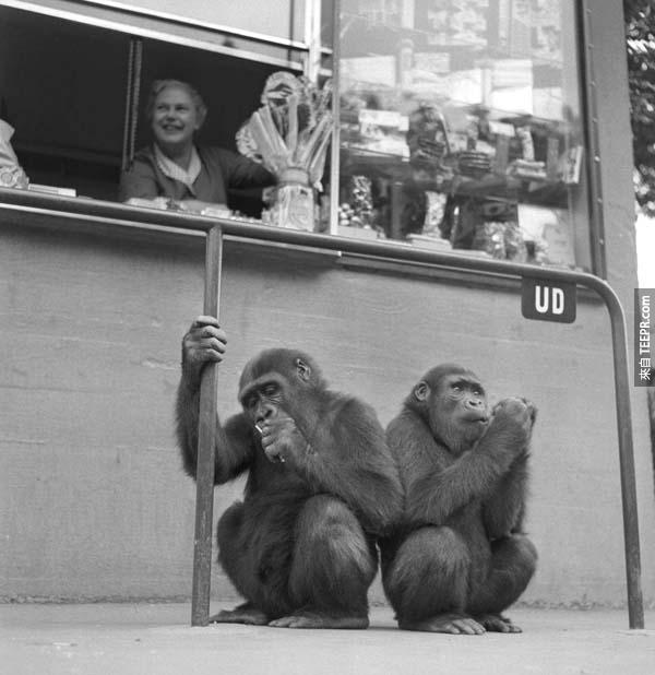 Smoking chimps? Yeah, we have those.