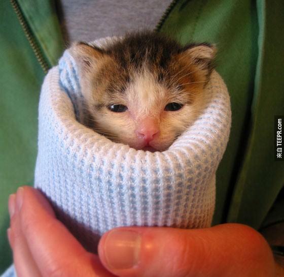 This little kitten knows how serious burritos can be. 