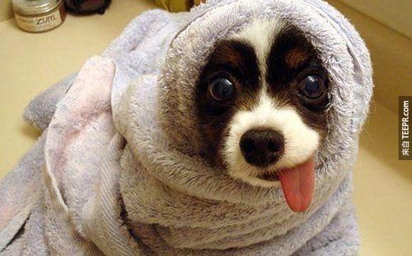 This dog's doesn't even understand how ridiculously adorable that tongue is.