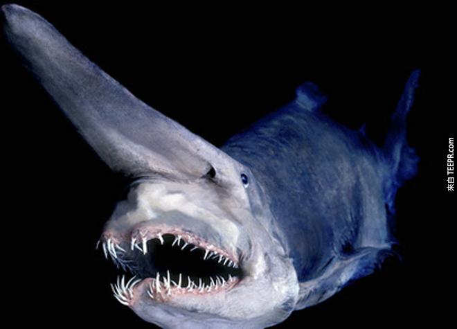 每一隻深海的生物只要看到東西就會咬下去。