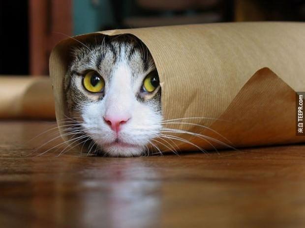 Kitty burrito in a to-go wrapper.