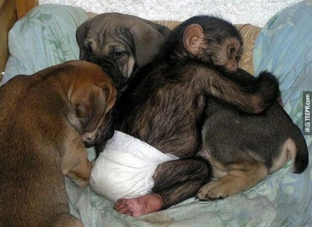 他們全部都視這隻小黑猩猩為家人。