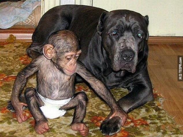 雖然種類不一樣，但是這隻狗就是小黑猩猩的媽媽。