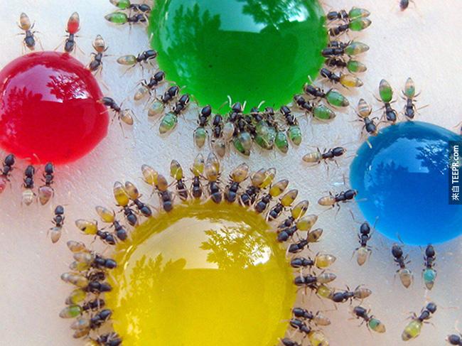 這些螞蟻真的是 "你是你吃的東西"