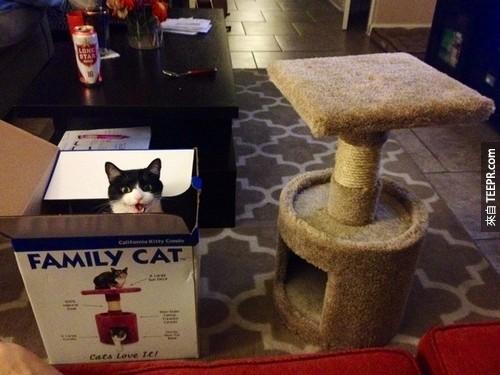 看来这个主人只需要多一点纸盒子就好了...妳的猫咪看来没有很喜欢妳帮他买的家具。