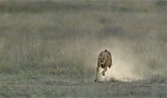 5.) 当猎豹奔跑的时候，他会用他的尾巴来帮助自己转弯得更迅速。