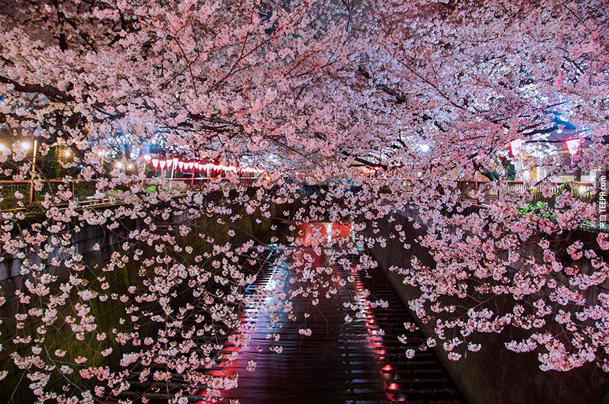 cherry-blossom-sakura-17