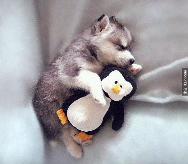 cute-animals-sleeping-stuffed-toys-37