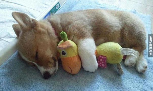 cute-animals-sleeping-stuffed-toys-41