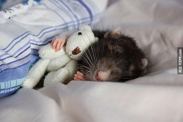 cute-animals-sleeping-stuffed-toys-6