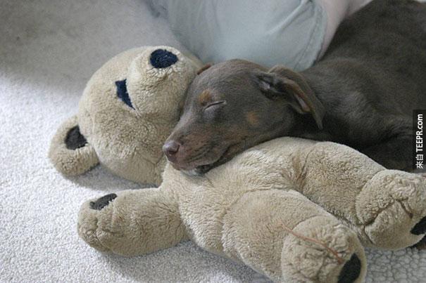 cute-animals-sleeping-stuffed-toys-8