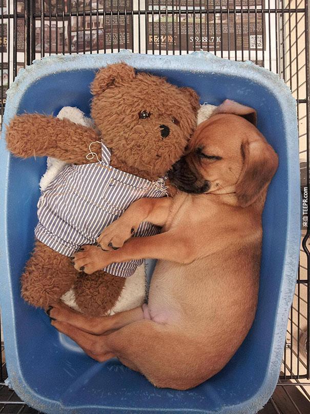 cute-animals-sleeping-stuffed-toys-9
