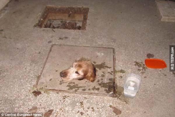 這隻狗的身體被卡在水溝裡，只有頭足夠從洞裡面出來求救。