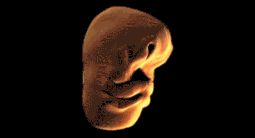 9.) 在子宫里面，一个人的脸一开始就是像一颗马铃薯。
