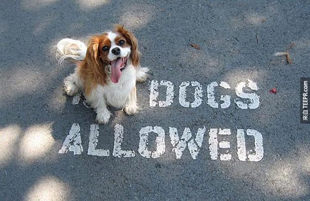  "NO DOGS ALLOWED"