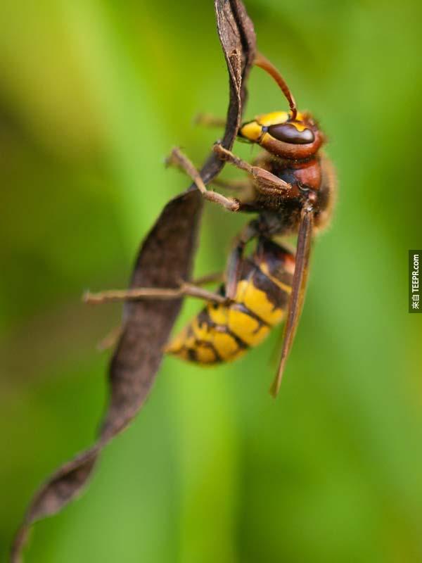Hornets' nests require a stable support when they begin construction. These hornets chose the most horrifying thing possible.