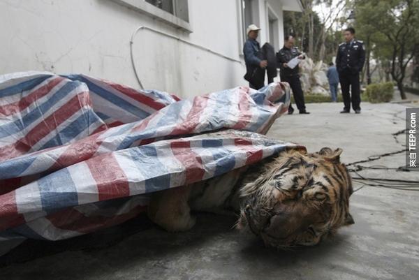 至少有10隻老虎在這些暴發戶的"儀式"中喪命。他們以為他們殺了老虎就是武松嗎？什麼時代了？