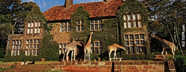 长颈鹿庄园，肯尼亚