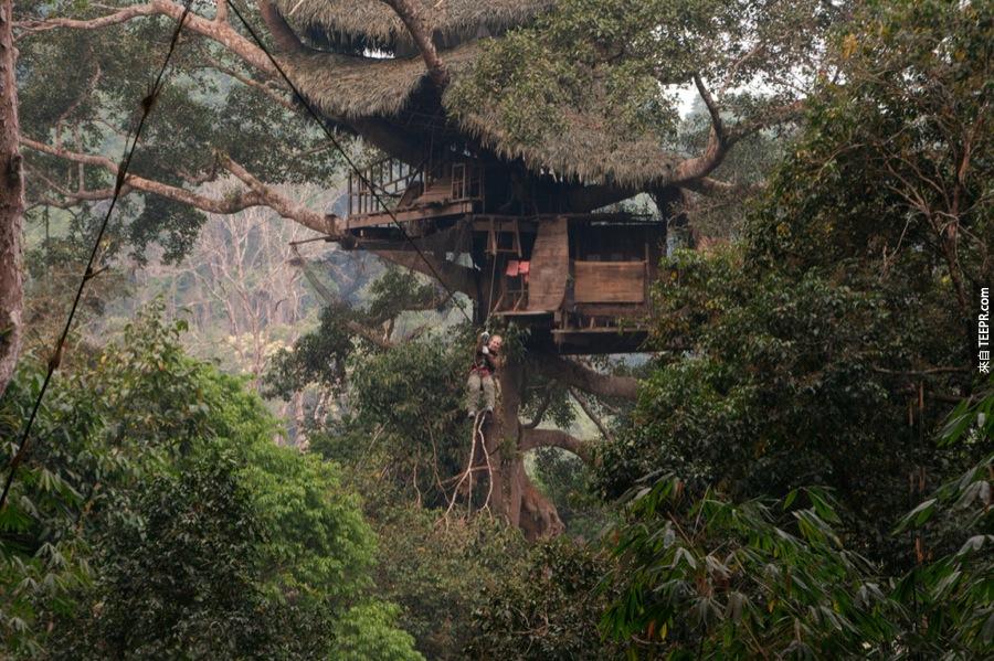 12）长臂猿树 - 老挝