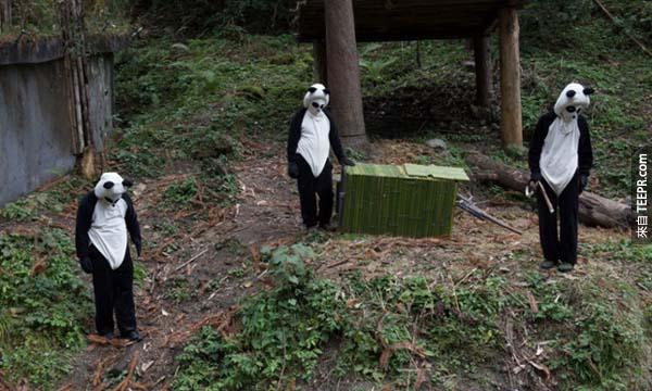张香是第一只被释放到森林里的母猫熊。