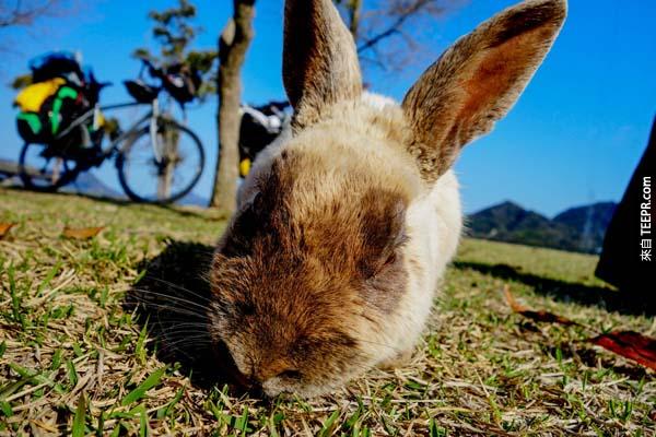 這就是為什麼如果你有機會去日本的話，你一定要去找這些小兔子玩玩。