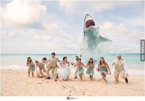 shark-wedding