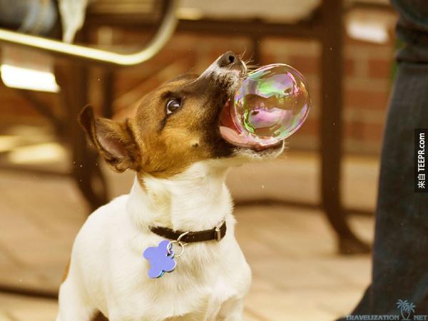 20.) 我家的狗狗會接泡泡。你家的呢？