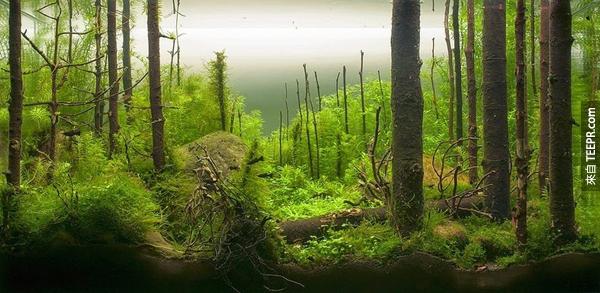 早晨的森林: 設計師 Pavel Bautin (聖彼得堡，俄羅斯) -  400公升的水缸，花了6個月生長。缸裡總共有8種植物。