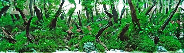 被遺忘的森林 (Forgotten Forest): 設計師 Łukasz Kucharski (Lodz, 波蘭) - 400公升，7個月生長期。