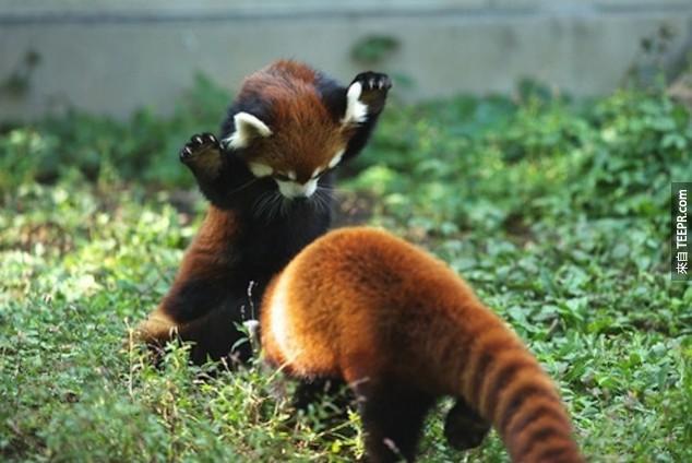 雖然大熊貓跟紅熊貓都有「熊貓」兩個字，但是他們其實沒有什麼太親近的關係...