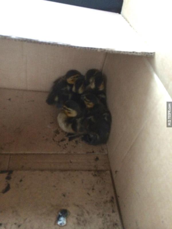 I quickly discovered I had nothing in my car to transport ducks (won’t make that mistake again!). An employee from the golf course just down the street got me a box. Here they are cuddled in the box after I collected them.