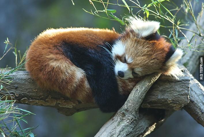 雖然紅熊貓雖然是肉食性動物，但他們的飲食習慣幾乎與草食性動物無異。