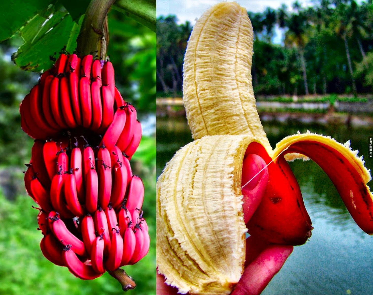澳洲的紅香蕉。