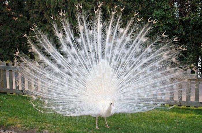 10) Peacock