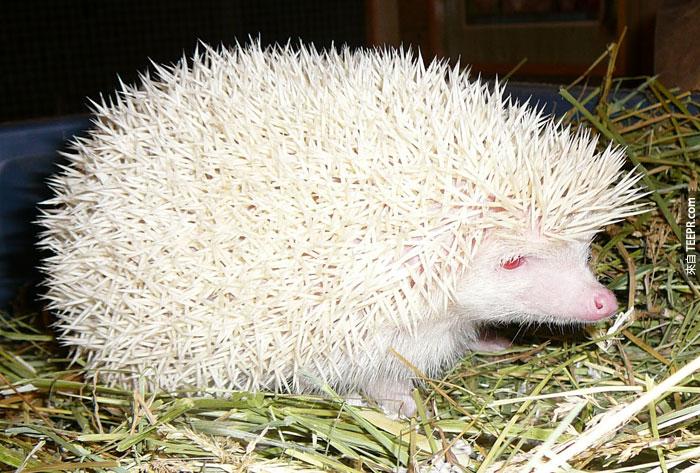 22) Hedgehog