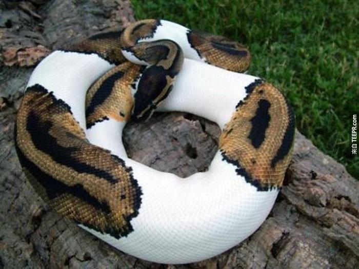 24) 球蟒蛇 (有斑紋的)