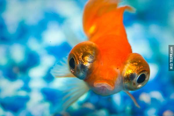 3.) 金魚不是只有3秒的記憶。他們其實可以維持幾個月的記憶。