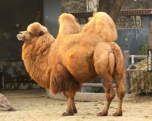 6.) 駱駝的駝峰並不能儲存水，他們的駝峰是脂肪組成的，用來儲存熱量。