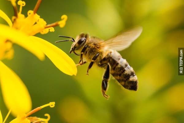 8.) 根據科學的計算，蜜蜂應該是不能飛的。雖然這不是一個錯誤的資訊，但是這也代表著我們不能完全依賴科學。