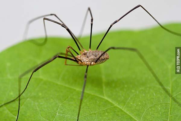 9.) 長腳大叔(盲蜘蛛俗稱)並不是世界上最毒的蜘蛛，他們會咬人類，但也只會造成輕微的不適。