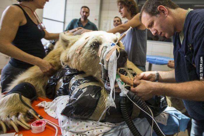 在馬干動物中心，這種治療方式在其他動物上並不常見，所以這種手術方式也是第一次運用在棕熊身上。