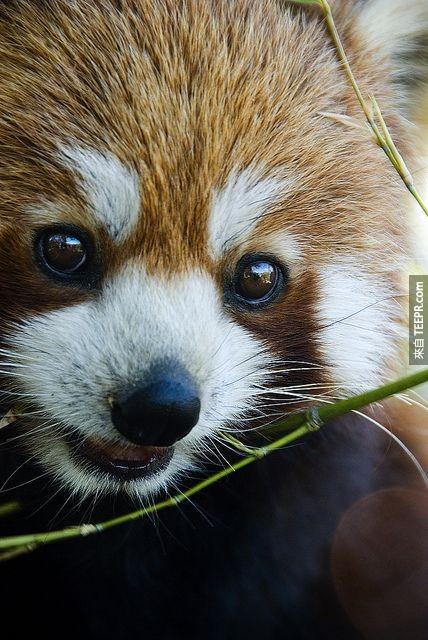 2013年，紅熊貓被愛爾蘭動物園票選為最受歡迎動物。